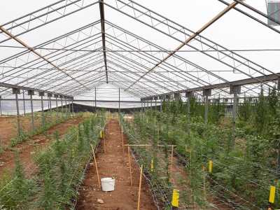 La serra del 42enne Francesco Misceo, che nell'agro di Terlizzi produce cannabis a norma di legge